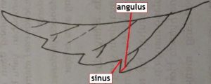 Angulus dan sinus